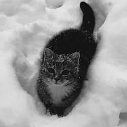 edvard_v