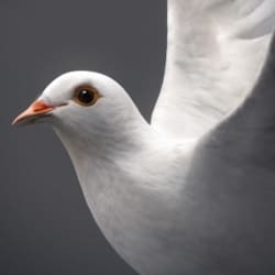 yahmuhi