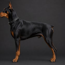 piyush_gamepaws