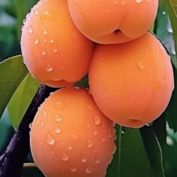 mazharul571284