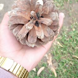 this_tayyab