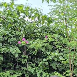 rinkalravatale