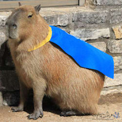 cappybara_