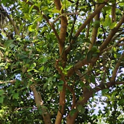 angelina_2306