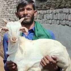 saqlain3388
