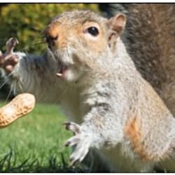 squirrelguy