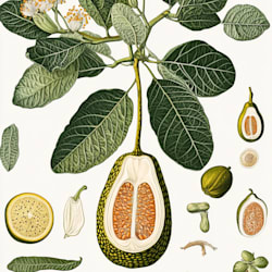 priscillaclar