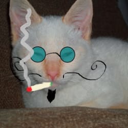 Gig Seller - stonedcatsarise