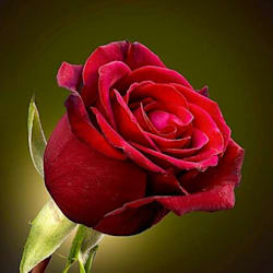 phoenix_ramzi