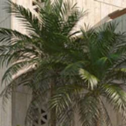 adambashiru