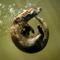 hervks