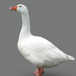 goosedev_py