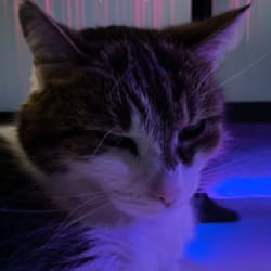 niklas_46