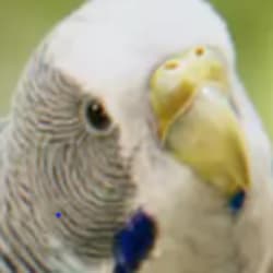 amurphi