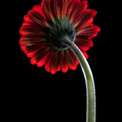 glory_design27