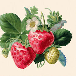 nierembergia