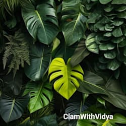 calmwithvidya