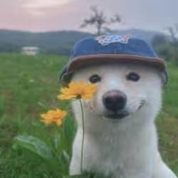 cuzimbluefox