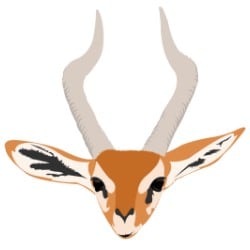 giraffegerenuk