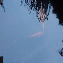 thenupa_disen