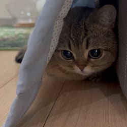 patyoo