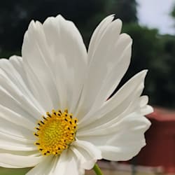 sowmyashenoy