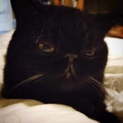 asiatic_meow