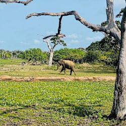 isharamadhawa