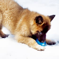 woofwoofwoof