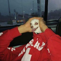 mrmacflooper