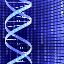 plambertdna