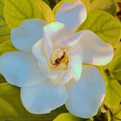 bushrasaqlai355