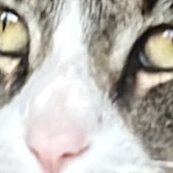 koslzzz