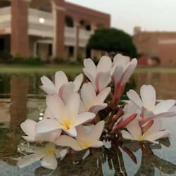 aroojfatima524