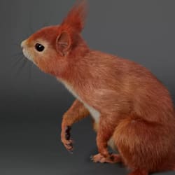 nibolodan