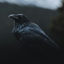 nightskyraven