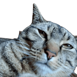 squeedubio