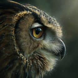 aeretana