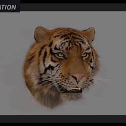 usman_studio000