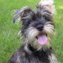 Fiverr profile picture for @schnauzer