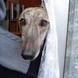 greyhound12