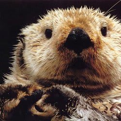 Fiverr profile picture for @otter
