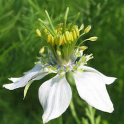 theblessedseed