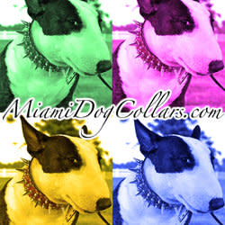 miamidogcollars