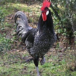 chickenman