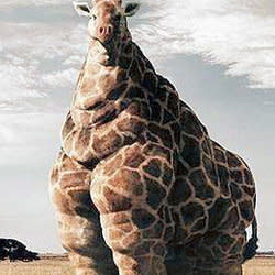 giraffestock