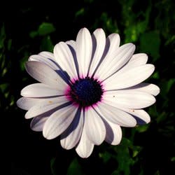 missmima