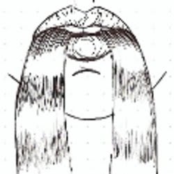 zmblz_