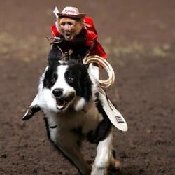 libohound