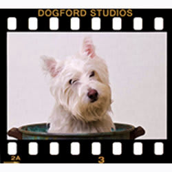 dogfordstudios